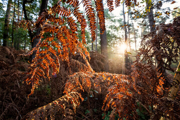 sunshine through orange fern in autumn forest