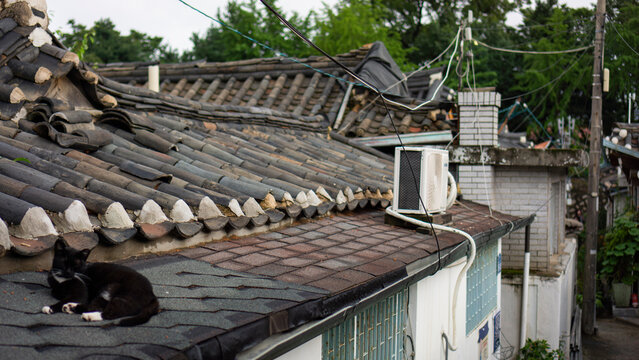 Black cat looking at me from the roof
