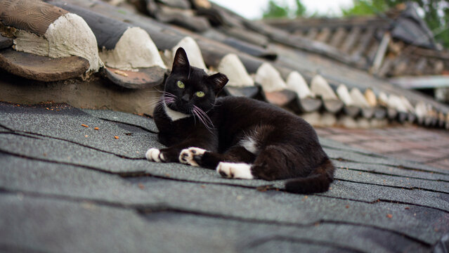black cat looking at me from the roof
