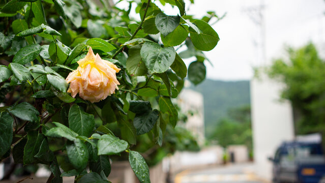 rain-soaked roses
