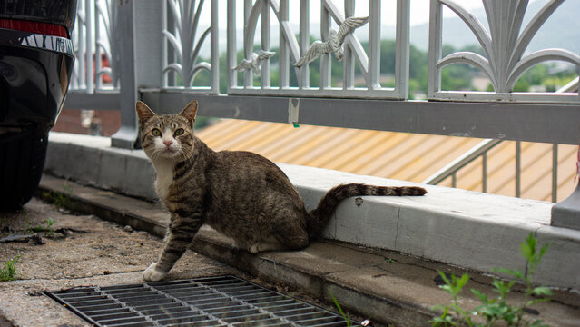 cat looking surprised at me
