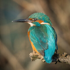 martin pescatore in posa