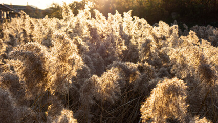 Reeds ripening in the sunset light