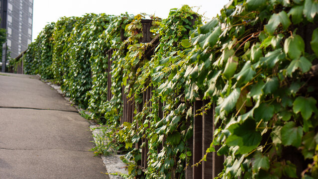 plants growing on a wooden wall
