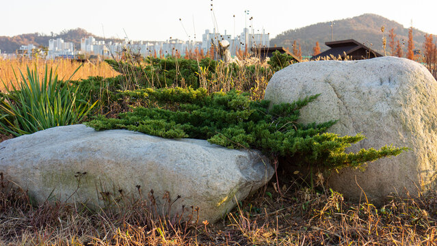 Green plants growing among stones

