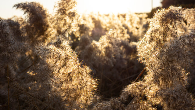 Reeds ripening in the sunset light