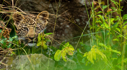 leopard cub in the grass, in African wildlife conservation Area