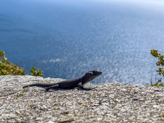 The sea shimmers in the background as a lizard basks in the sun on a rock. 