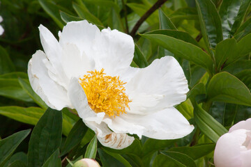 White flower with yellow center