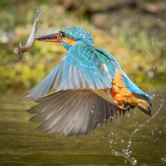 martin pescatore a caccia