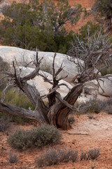 Dry bush in the desert