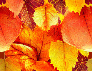 Red and orange autumn leaves background. Outdoor. Colorful backround image of fallen autumn leaves perfect for seasonal use. Space for text.