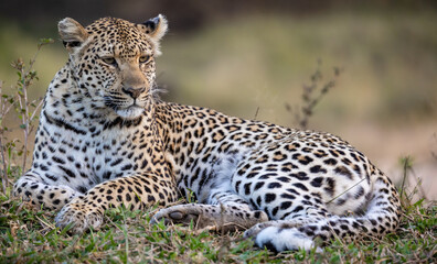 Leopard lies down, in African wildlife conservation Area