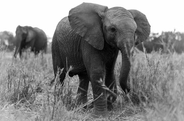 Fototapeta na wymiar Black and white elephant calf, in African wildlife conservation Area