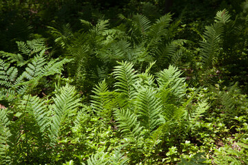 Fern growing in the sunshine
