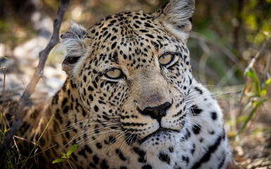portrait of a leopard, in African wildlife conservation Area