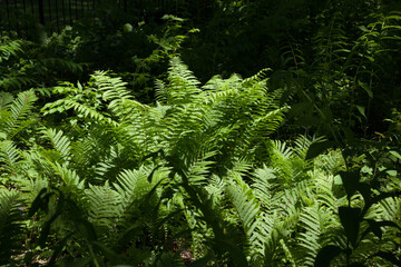 Fern growing in the sunshine