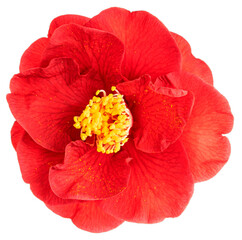 Red camellia flower isolated