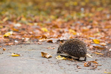 Animals and the environment. Hedgehog. Wild, local, European hedgehog in autumn in the park.,...