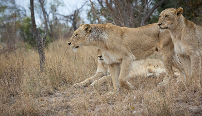 Hunting lioness with cubs, in African wildlife conservation Area