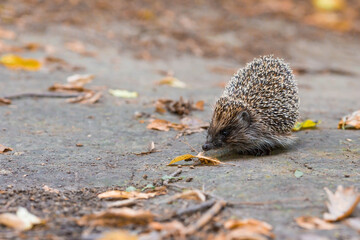 Animals and the environment. Hedgehog. Wild, local, European hedgehog in autumn in the park.,...