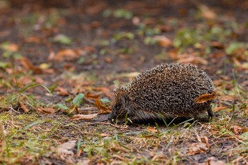 Animals and the environment. Hedgehog. Wild, local, European hedgehog in autumn in the park.,...