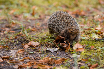 Animals and the environment. Hedgehog. Wild, local, European hedgehog in autumn in the park.,...