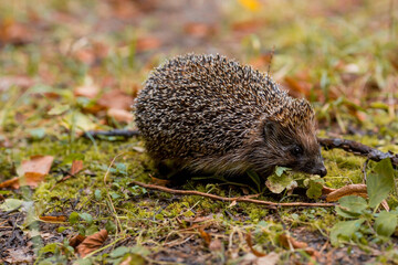 Animals and the environment. Hedgehog. Wild, local, European hedgehog in autumn in the park., Scientific name: Erinaceus Europaeus. Blurred background.