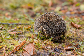 Animals and the environment. Hedgehog. Wild, local, European hedgehog in autumn in the park.,...