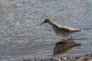 Common redshank (Tringa totanus)
