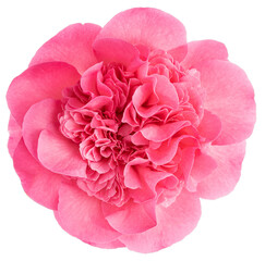 Fully bloom pink camellia flower isolated on white background. Camellia japonica