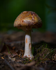 Amanita Mushroom