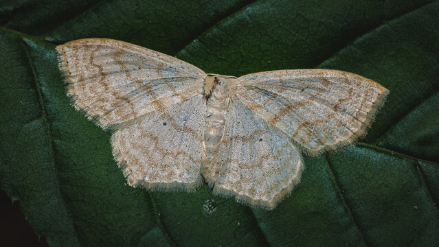Scopula moth on a leaf