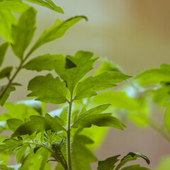 Fototapeta na wymiar Green tomato leaves in a greenhouse. Spring background