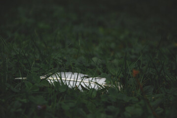 feather on the grass