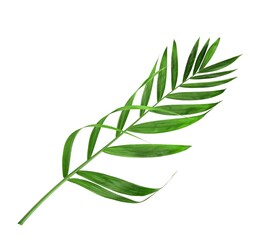 tropical nature green palm leaf isolated on white pattern background with clipping path