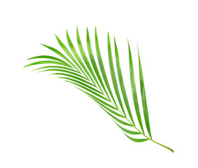 tropical nature green palm leaf isolated on white pattern background with clipping path