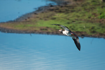 Nilgans fliegt in schräglage 