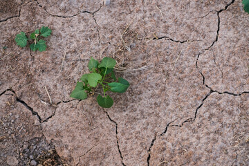 A young plant growing on cracked ground. Ecological problems. Earth day concept