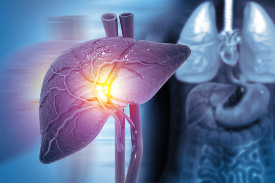 Human liver anatomy structure, 3d illustration