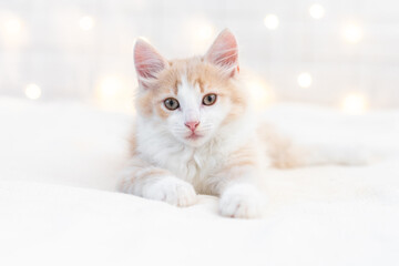 cute ginger kitten cat lies on a white blanket against the background of Christmas decorations looks at the camera close-up. High quality photo