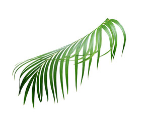 water drop on green leaf of palm tree on white background