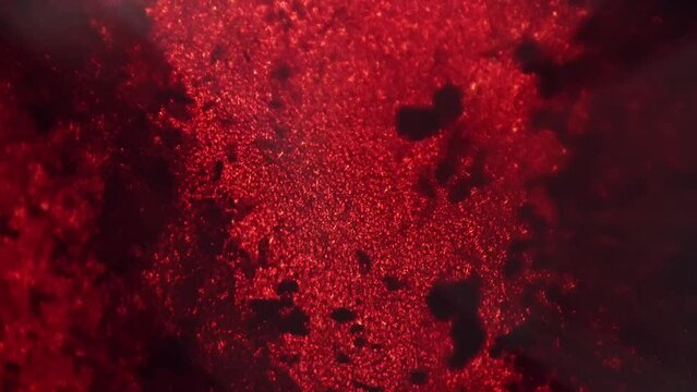 Macro static footage of red porphyra under microscope 100x on bright field background. Scientific slide with alga for studying it on biology lessons. Research of seaweed. Investigation of marine life.