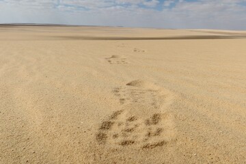 Fototapeta na wymiar Human foot print on the sand in Fayoum desert in Egypt