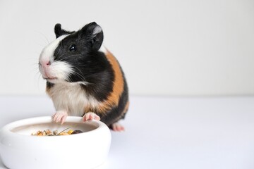 Tricolor guinea pig on a white background. A pet, a rodent.	