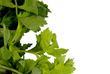 Clipping path green celery leaves