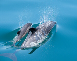 Atlantic White-Sided Dolphin At Surface - Mother and Calf