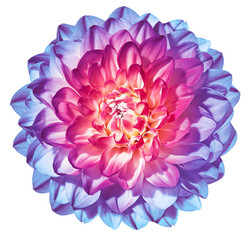 Dahlia  flower  isolated  with clipping path. Closeup. For design.  Transparent background.  Nature.