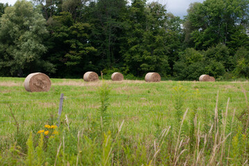 Round hay bales in the field © Clarice Deoh
