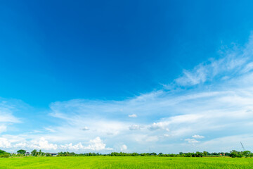 Fototapeta na wymiar beautiful Rice field green grass with field cornfield with air atmosphere bright blue sky background abstract clear texture with white clouds.